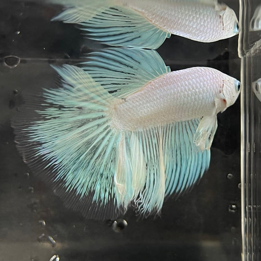 the-fish-farm Male Betta Male Betta - One Only - 18 Choose your favourite Male Betta from The Fish Farm Australia