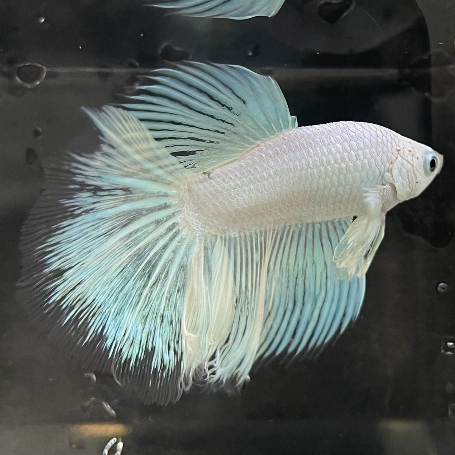 the-fish-farm Male Betta Male Betta - One Only - 18 Choose your favourite Male Betta from The Fish Farm Australia