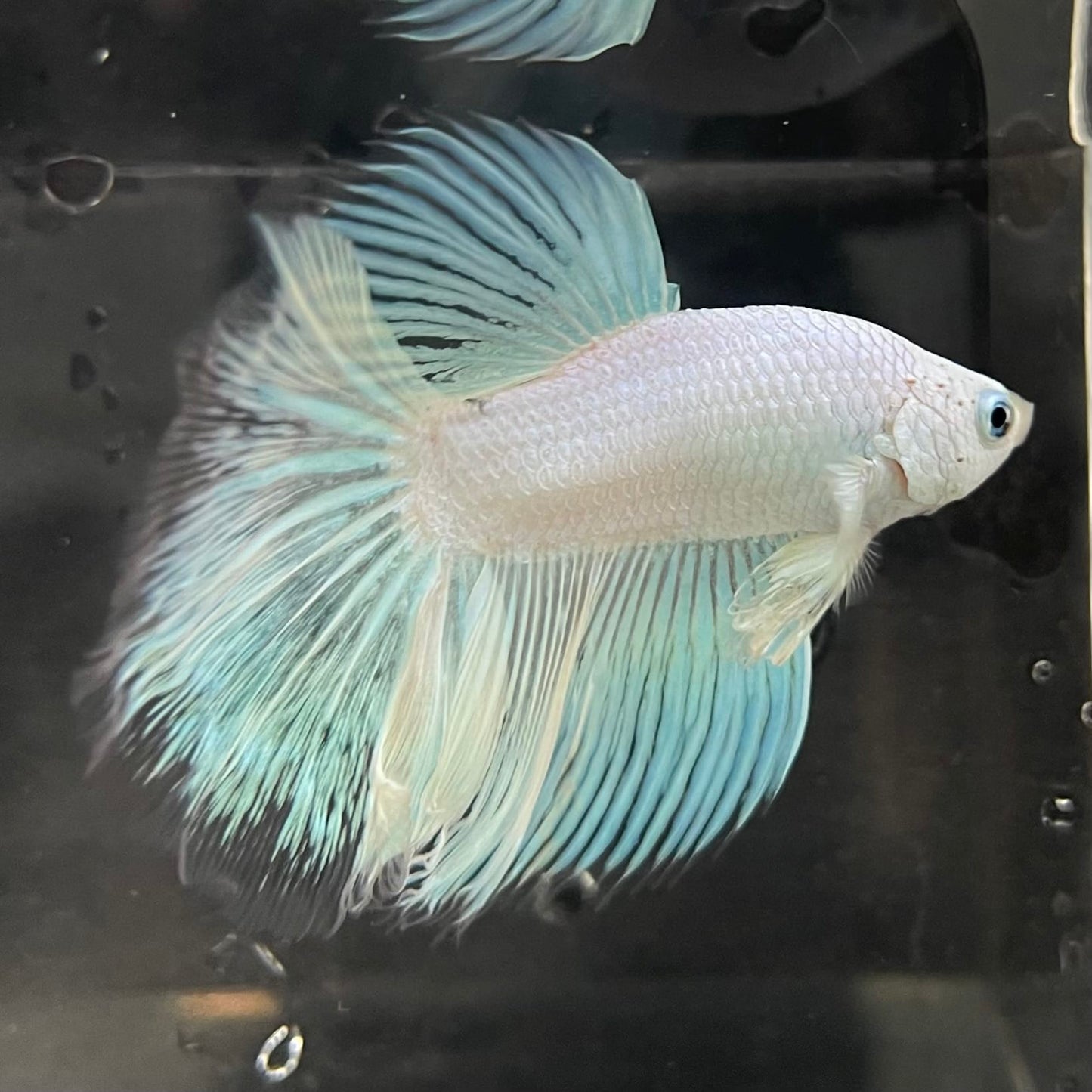 the-fish-farm Male Betta Male Betta - One Only - 18 Choose your favourite Male Betta from The Fish Farm Australia