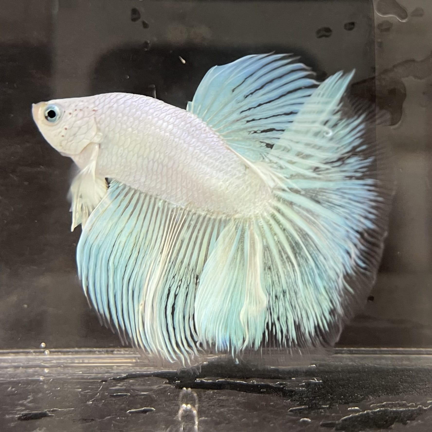 the-fish-farm Male Betta Male Betta - One Only - 18 Choose your favourite Male Betta from The Fish Farm Australia