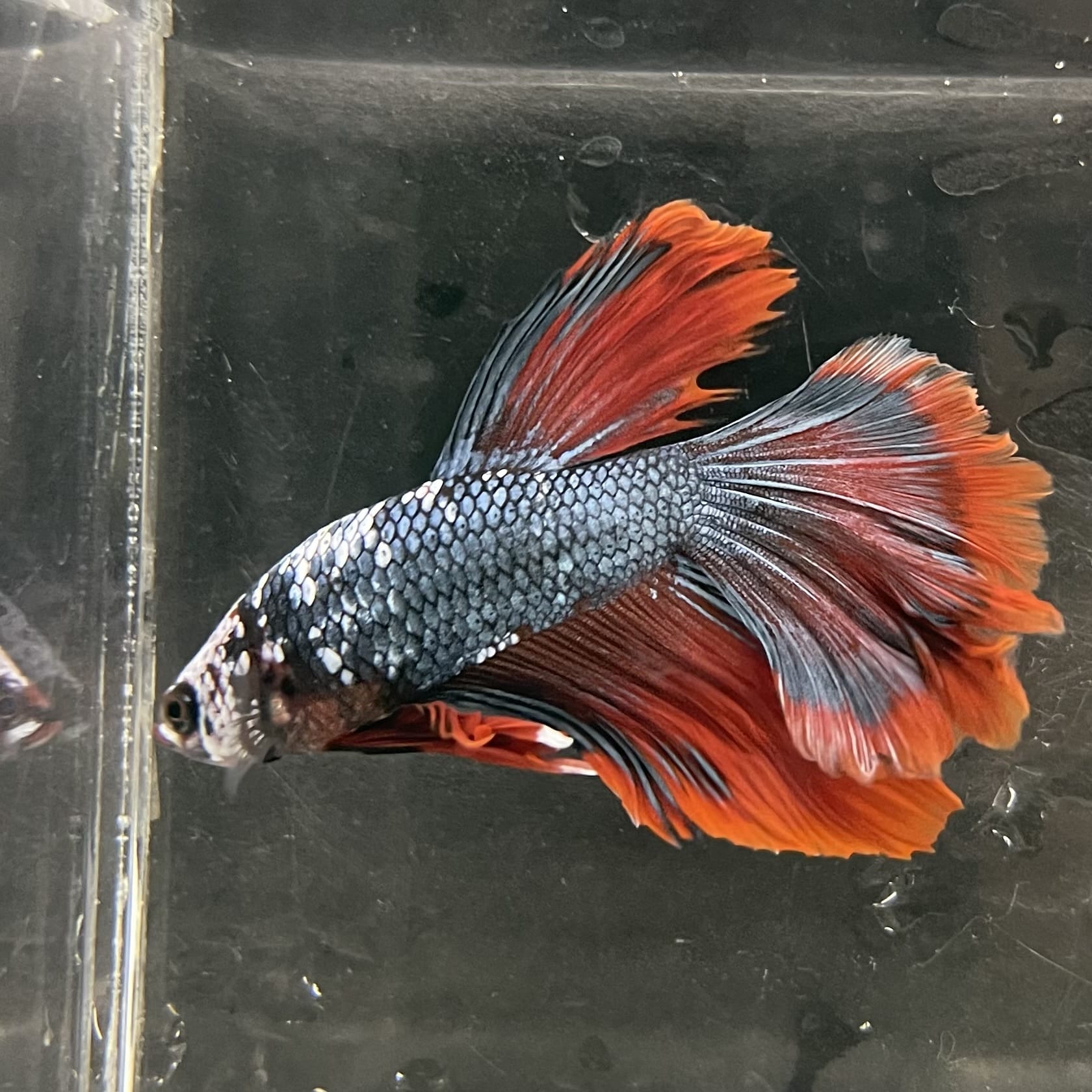 the-fish-farm Male Betta Male Betta - One Only - 18 Choose your favourite Male Betta from The Fish Farm Australia
