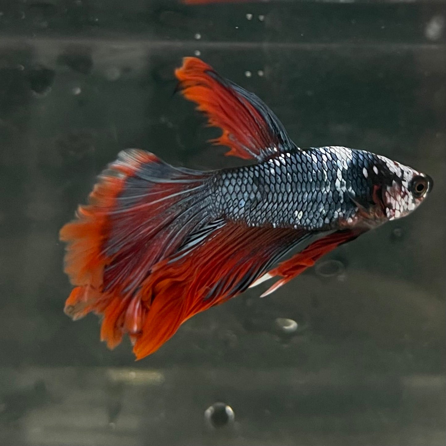 the-fish-farm Male Betta Male Betta - One Only - 18 Choose your favourite Male Betta from The Fish Farm Australia