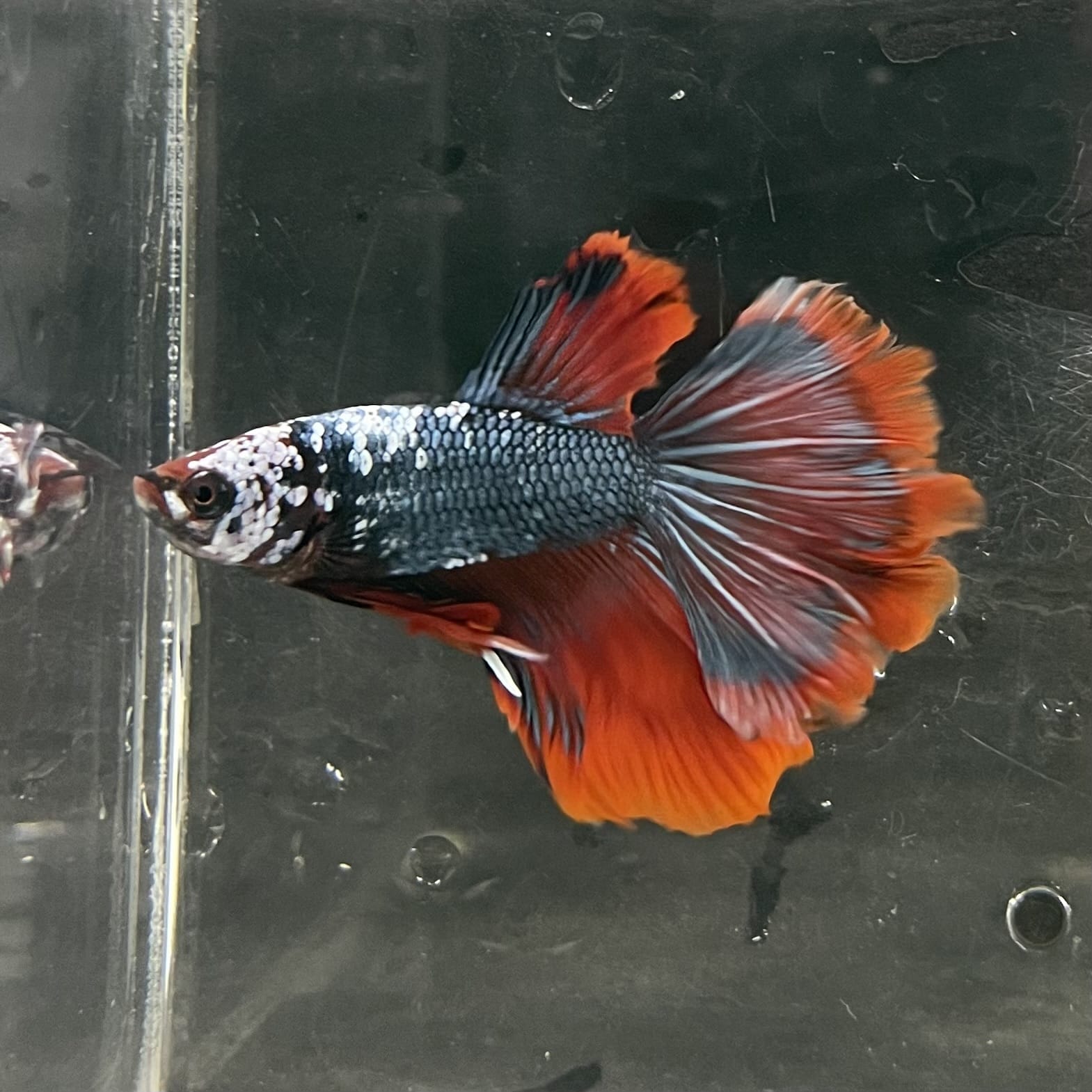 the-fish-farm Male Betta Male Betta - One Only - 18 Choose your favourite Male Betta from The Fish Farm Australia