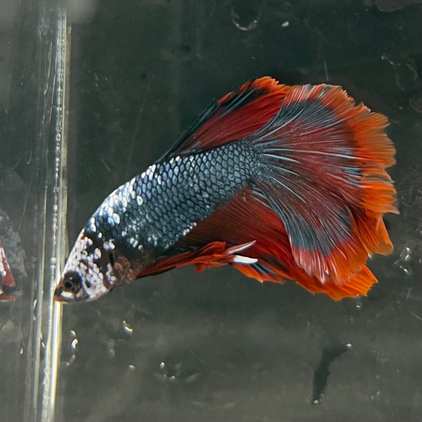 the-fish-farm Male Betta Male Betta - One Only - 18 Choose your favourite Male Betta from The Fish Farm Australia