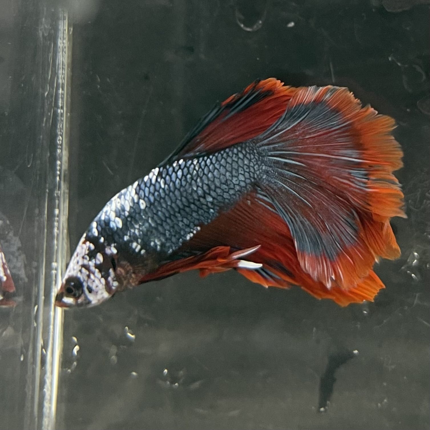 the-fish-farm Male Betta Male Betta - One Only - 18 Choose your favourite Male Betta from The Fish Farm Australia
