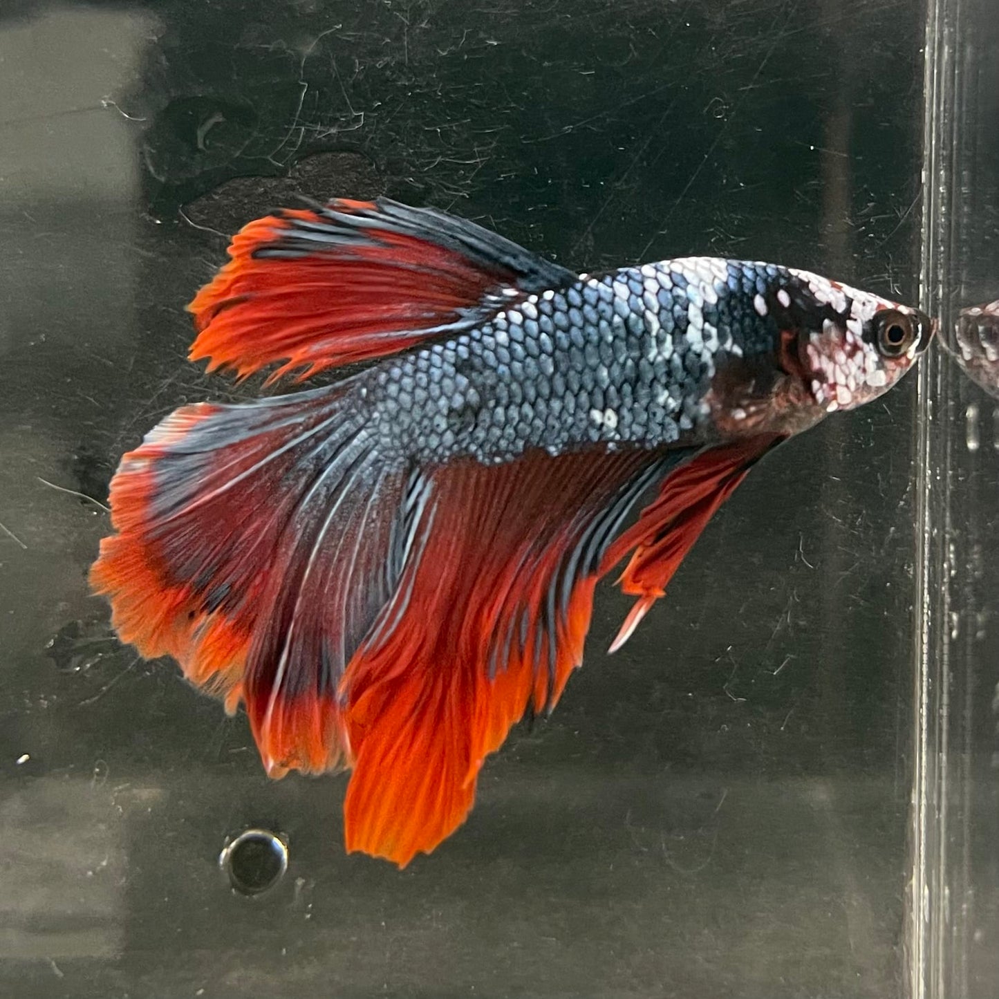 the-fish-farm Male Betta Male Betta - One Only - 18 Choose your favourite Male Betta from The Fish Farm Australia