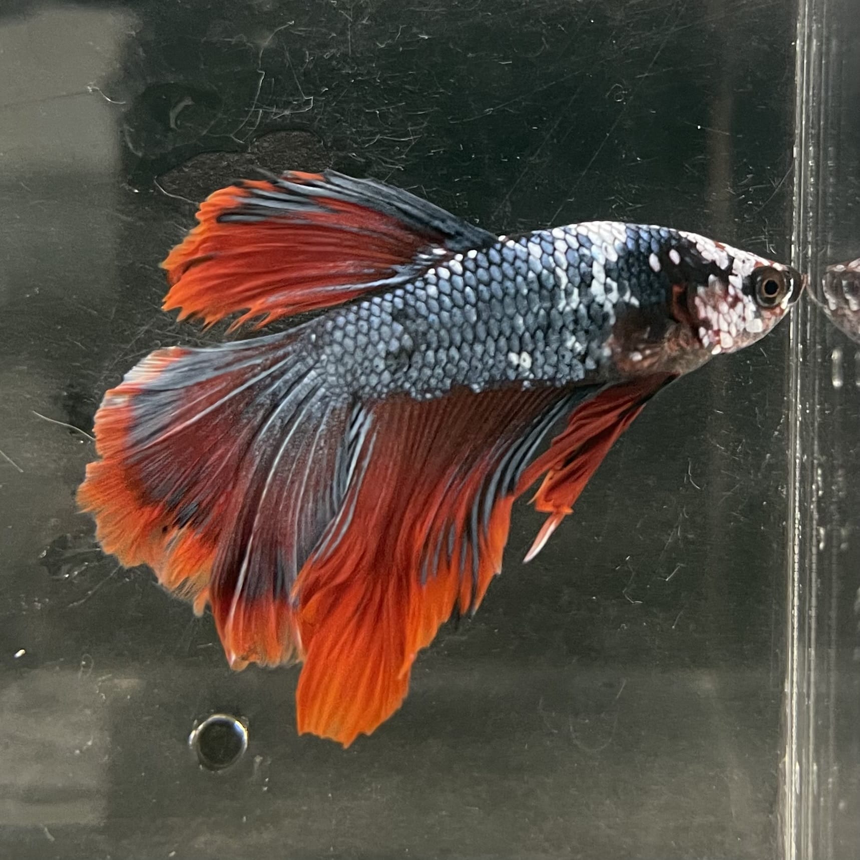 the-fish-farm Male Betta Male Betta - One Only - 18 Choose your favourite Male Betta from The Fish Farm Australia
