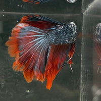 the-fish-farm Male Betta Male Betta - One Only - 18 Choose your favourite Male Betta from The Fish Farm Australia