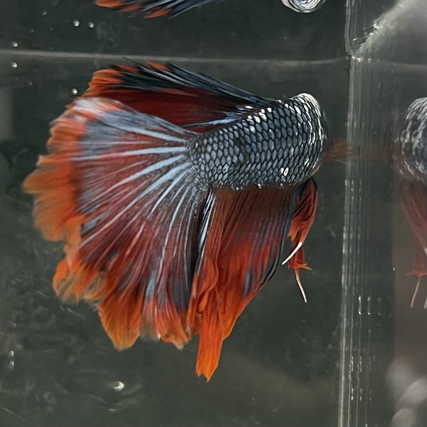 the-fish-farm Male Betta Male Betta - One Only - 18 Choose your favourite Male Betta from The Fish Farm Australia
