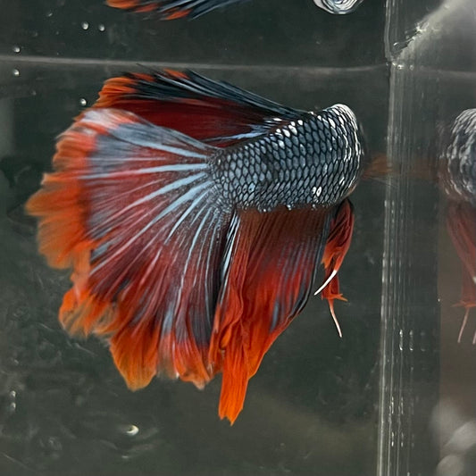 the-fish-farm Male Betta Male Betta - One Only - 18 Choose your favourite Male Betta from The Fish Farm Australia