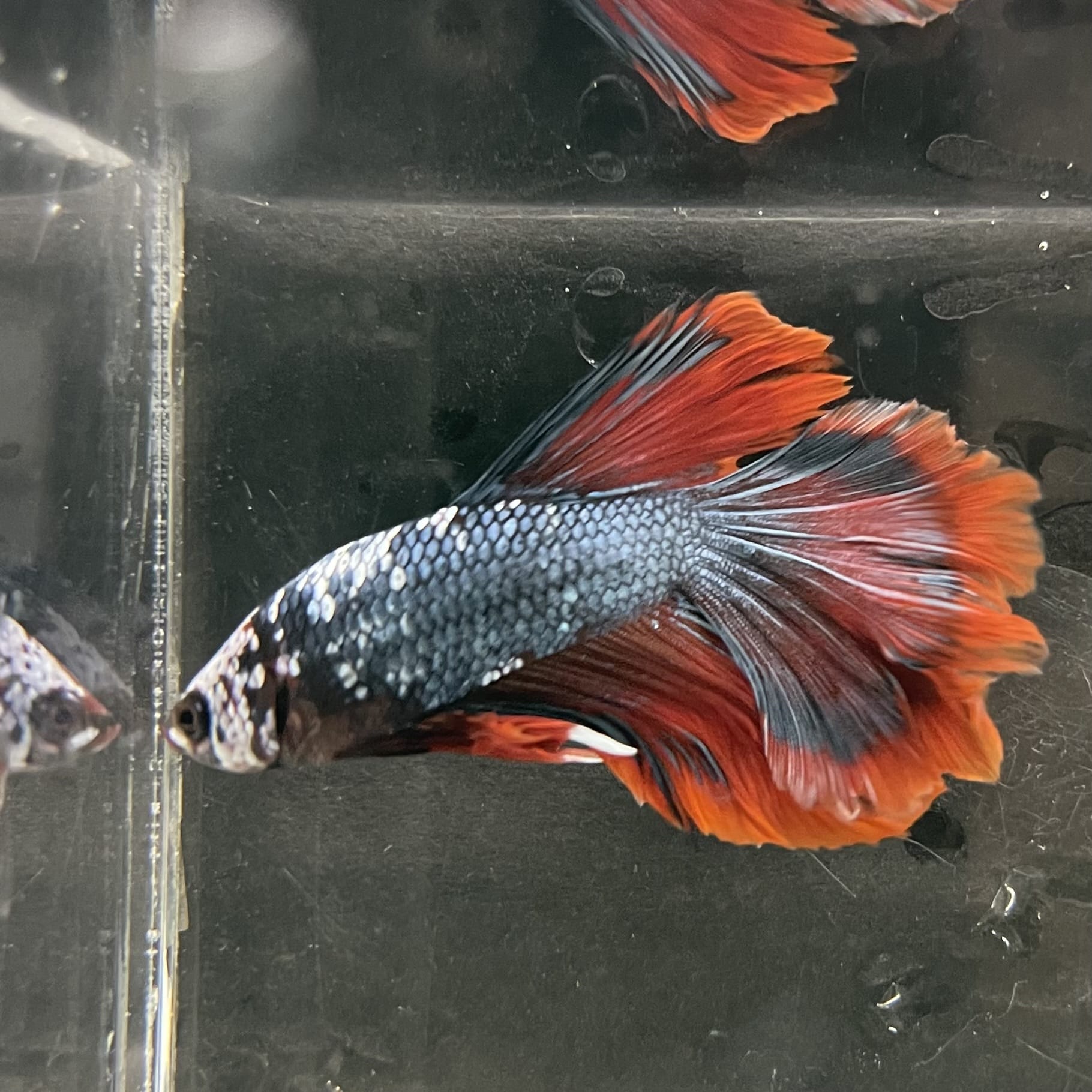 the-fish-farm Male Betta Male Betta - One Only - 18 Choose your favourite Male Betta from The Fish Farm Australia