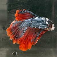 the-fish-farm Male Betta Male Betta - One Only - 18 Choose your favourite Male Betta from The Fish Farm Australia
