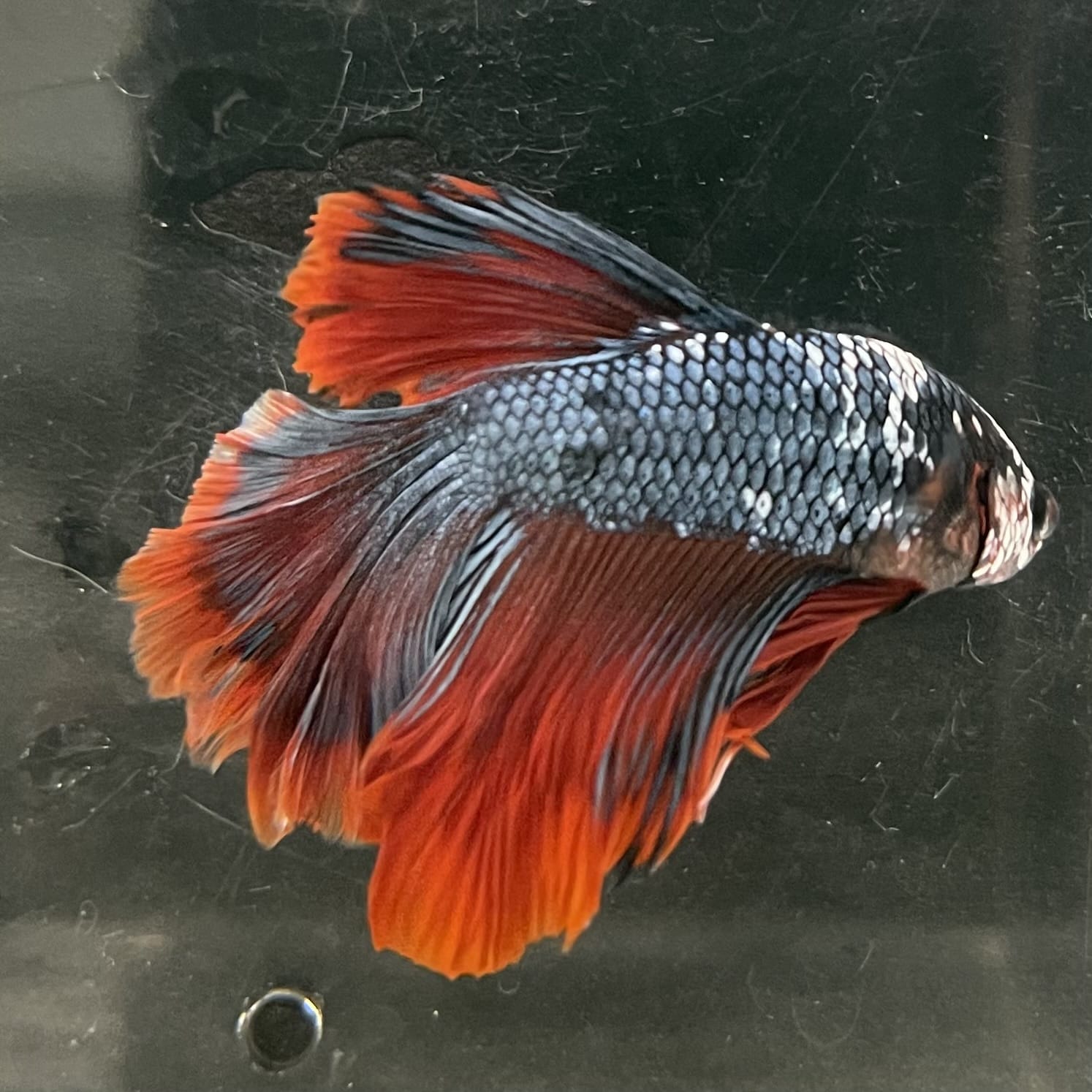 the-fish-farm Male Betta Male Betta - One Only - 18 Choose your favourite Male Betta from The Fish Farm Australia
