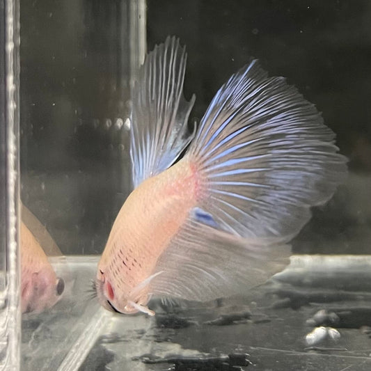 the-fish-farm Male Betta Male Betta - One Only - 18 Choose your favourite Male Betta from The Fish Farm Australia