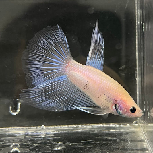the-fish-farm Male Betta Male Betta - One Only - 18 Choose your favourite Male Betta from The Fish Farm Australia