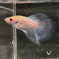 the-fish-farm Male Betta Male Betta - One Only - 18 Choose your favourite Male Betta from The Fish Farm Australia