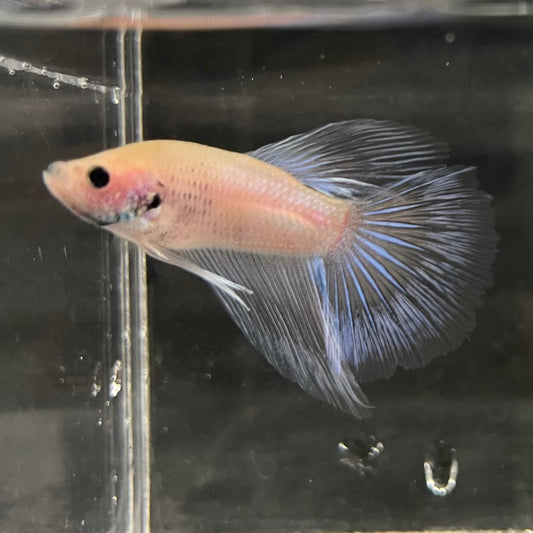 the-fish-farm Male Betta Male Betta - One Only - 18 Choose your favourite Male Betta from The Fish Farm Australia
