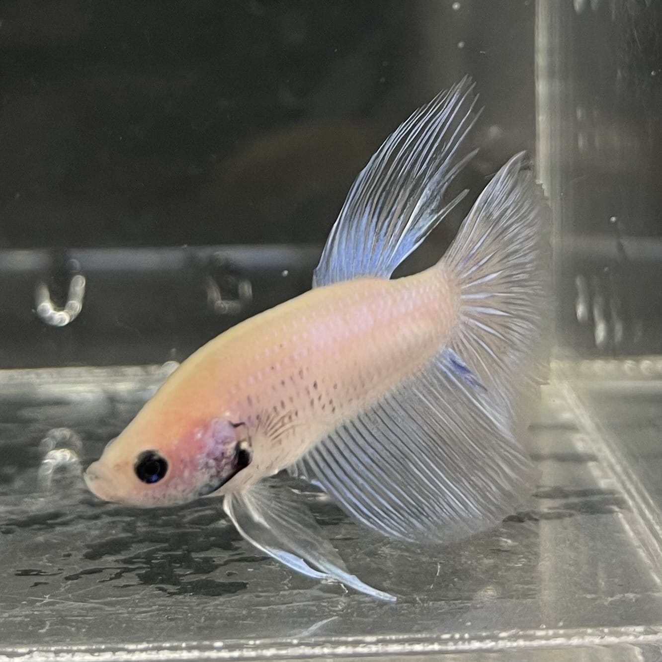 the-fish-farm Male Betta Male Betta - One Only - 18 Choose your favourite Male Betta from The Fish Farm Australia
