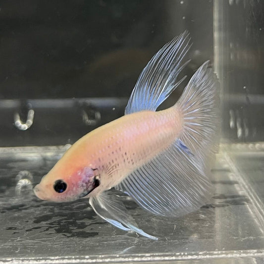 the-fish-farm Male Betta Male Betta - One Only - 18 Choose your favourite Male Betta from The Fish Farm Australia