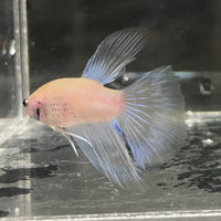 the-fish-farm Male Betta Male Betta - One Only - 18 Choose your favourite Male Betta from The Fish Farm Australia
