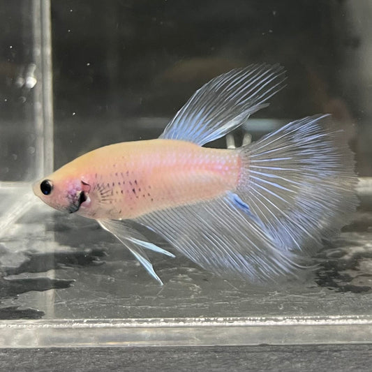 the-fish-farm Male Betta Male Betta - One Only - 18 Choose your favourite Male Betta from The Fish Farm Australia