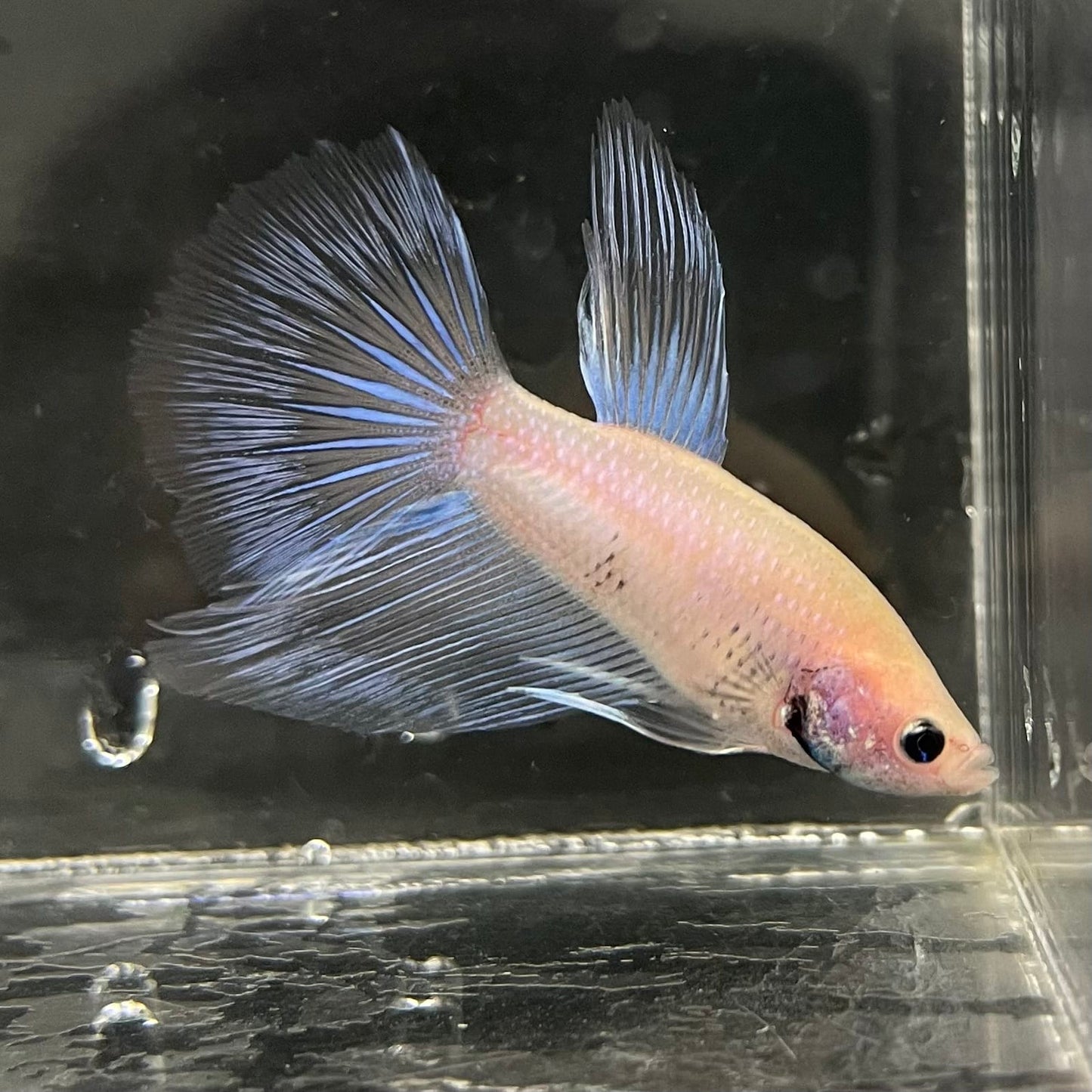 the-fish-farm Male Betta Male Betta - One Only - 18 Choose your favourite Male Betta from The Fish Farm Australia