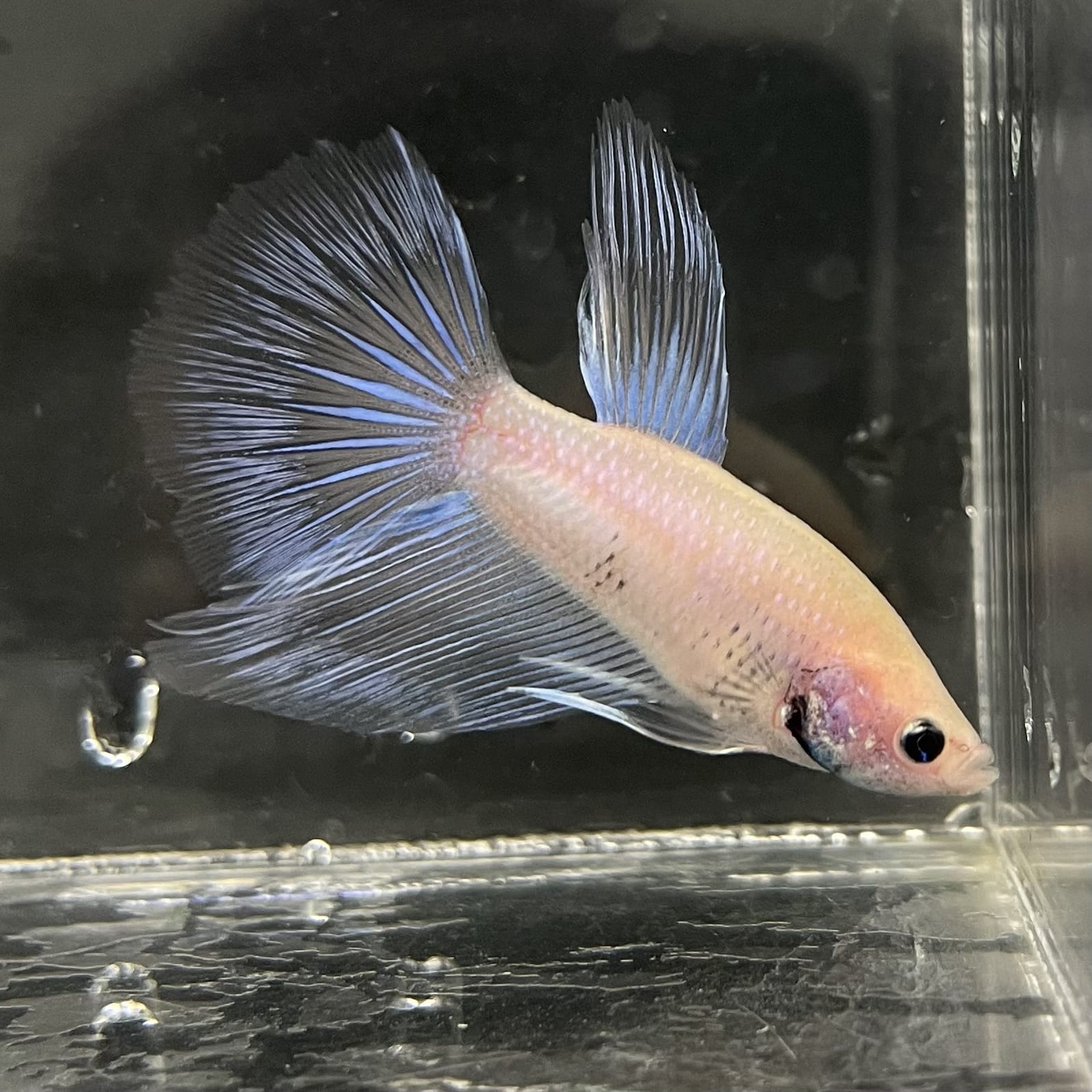 the-fish-farm Male Betta Male Betta - One Only - 18 Choose your favourite Male Betta from The Fish Farm Australia
