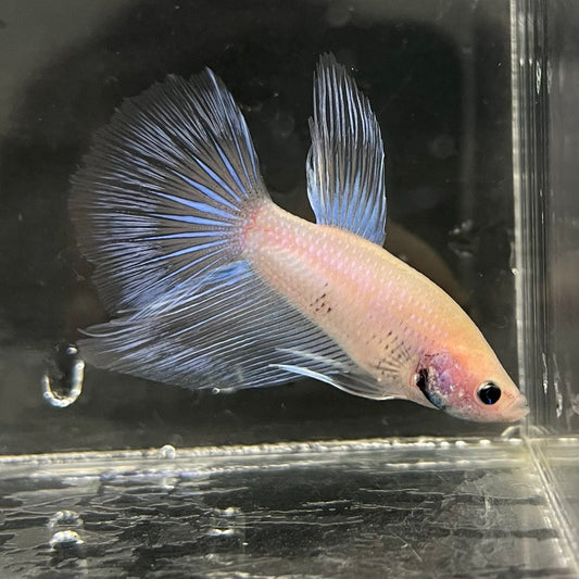 the-fish-farm Male Betta Male Betta - One Only - 18 Choose your favourite Male Betta from The Fish Farm Australia