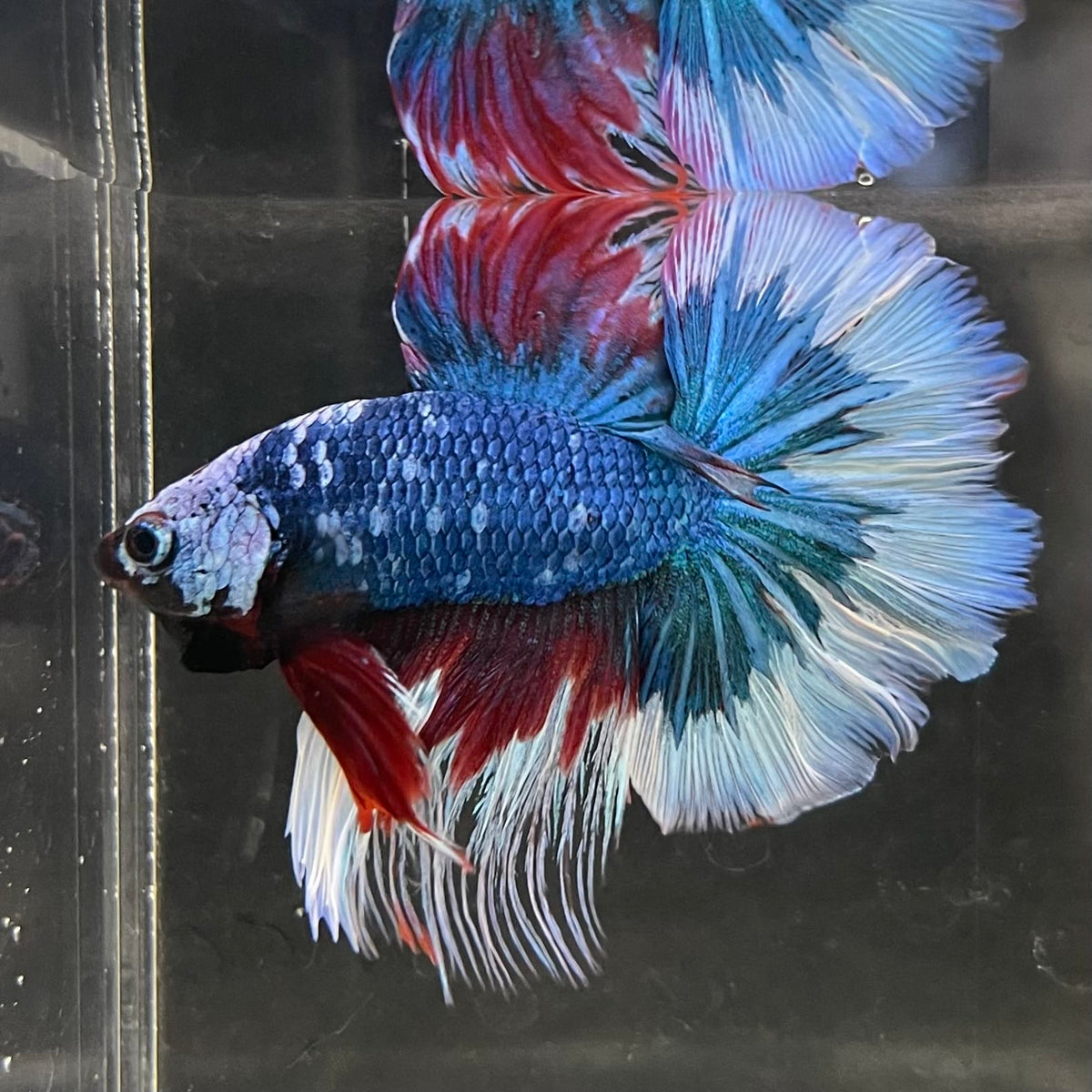 the-fish-farm Male Betta Male Betta - One Only - 18 Choose your favourite Male Betta from The Fish Farm Australia