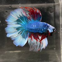 the-fish-farm Male Betta Male Betta - One Only - 18 Choose your favourite Male Betta from The Fish Farm Australia
