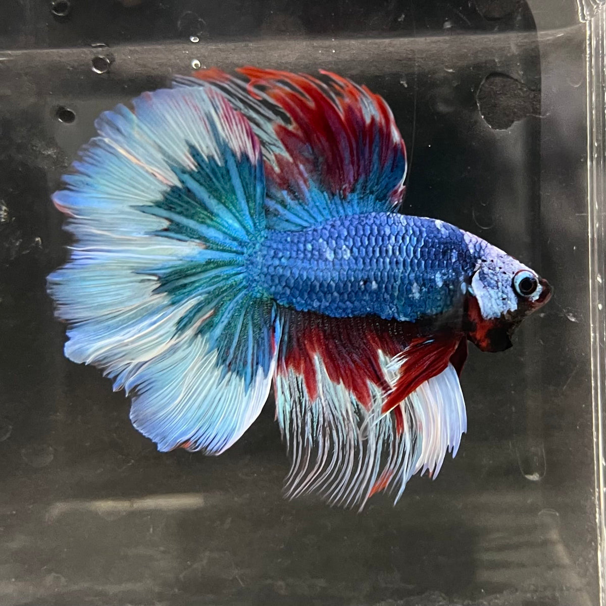 the-fish-farm Male Betta Male Betta - One Only - 18 Choose your favourite Male Betta from The Fish Farm Australia