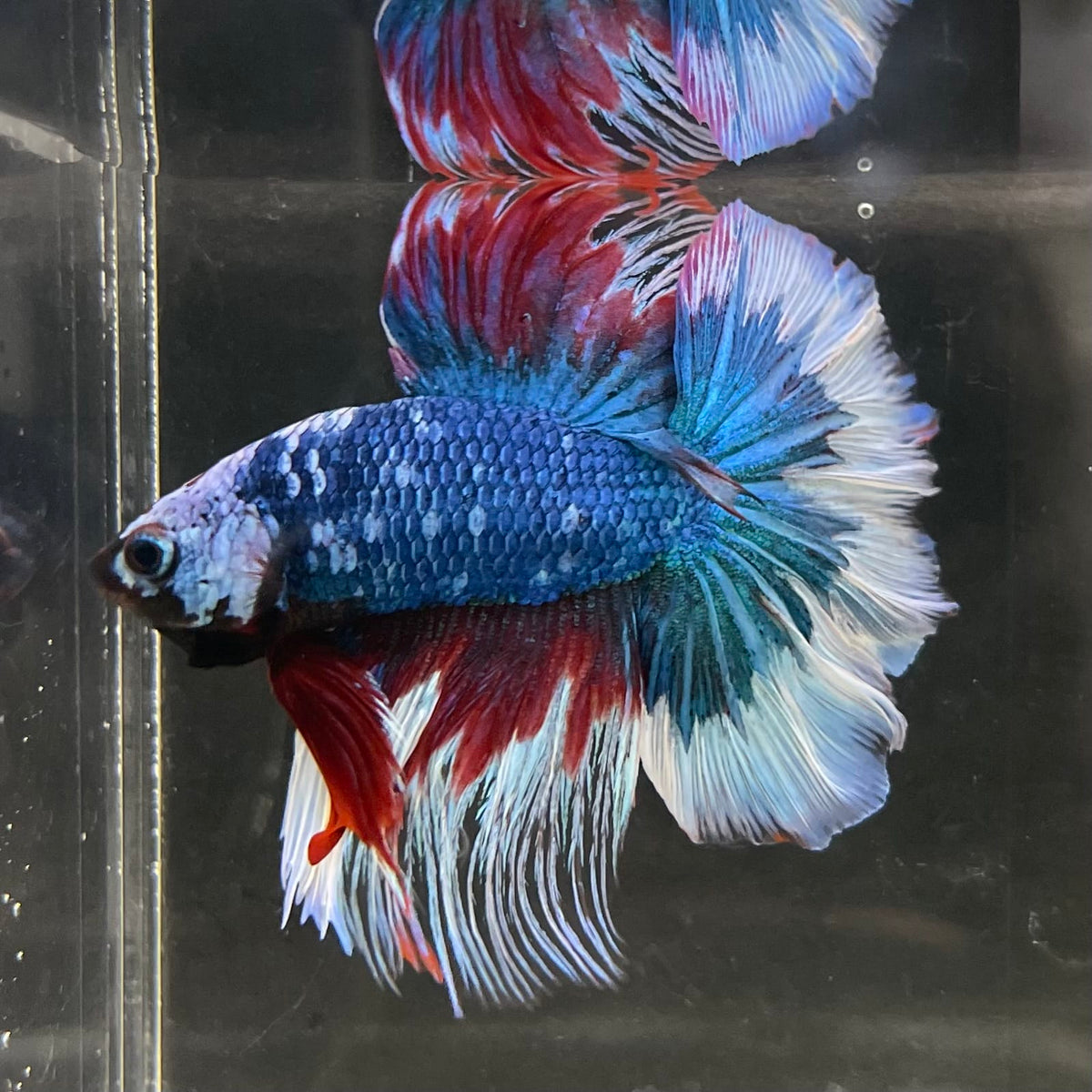 the-fish-farm Male Betta Male Betta - One Only - 18 Choose your favourite Male Betta from The Fish Farm Australia