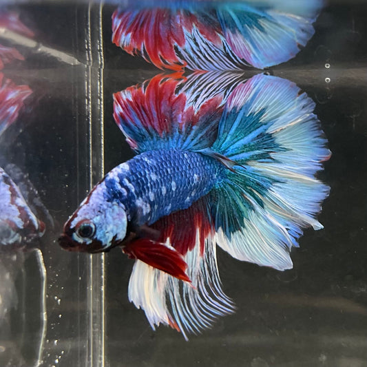 the-fish-farm Male Betta Male Betta - One Only - 18 Choose your favourite Male Betta from The Fish Farm Australia