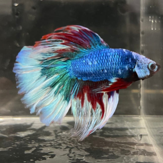 the-fish-farm Male Betta Male Betta - One Only - 18 Choose your favourite Male Betta from The Fish Farm Australia