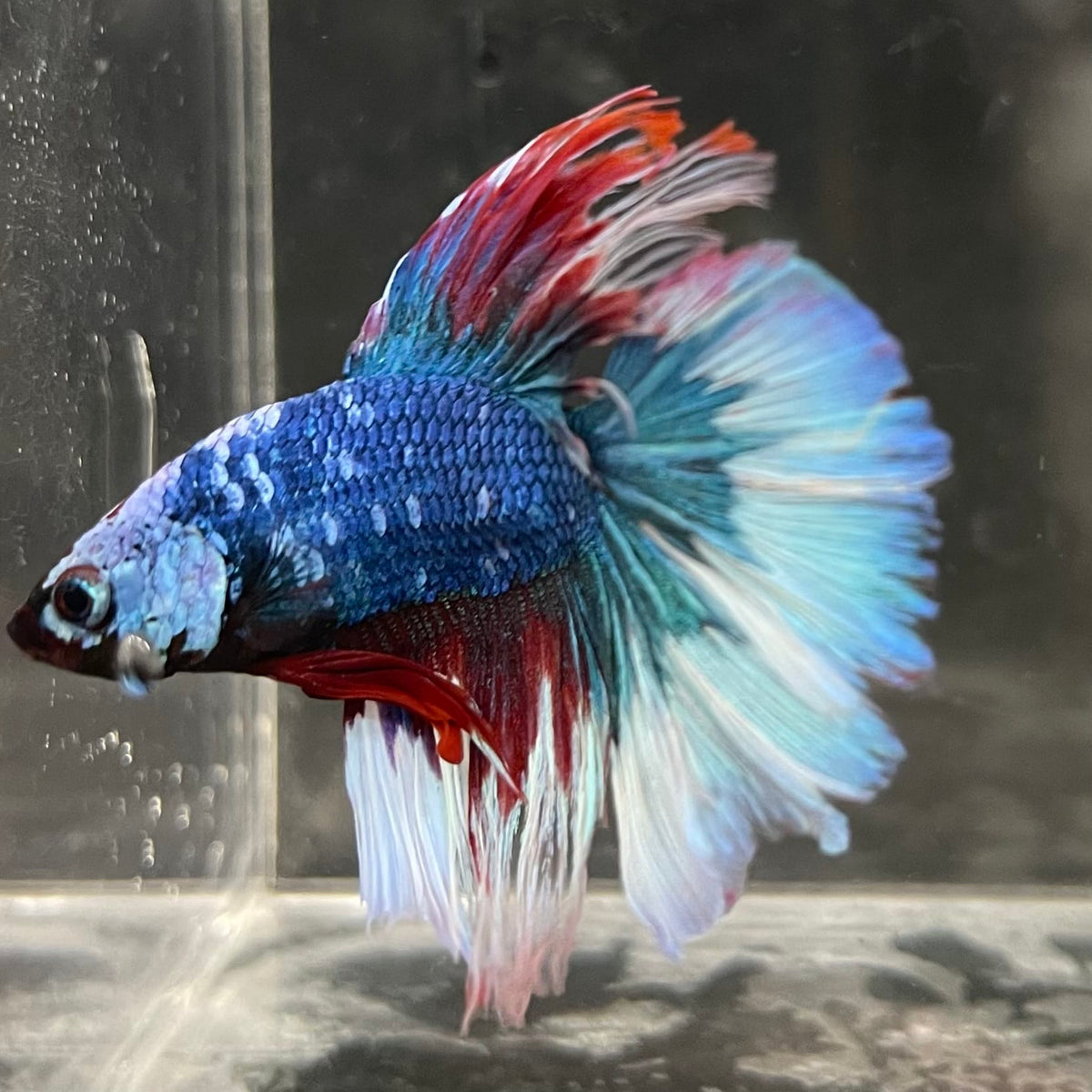 the-fish-farm Male Betta Male Betta - One Only - 18 Choose your favourite Male Betta from The Fish Farm Australia