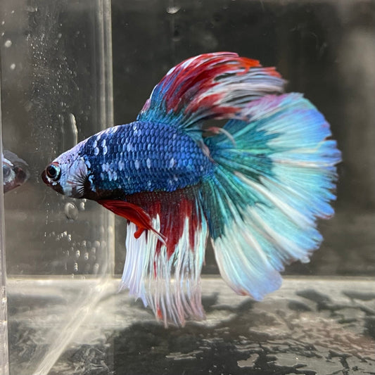 the-fish-farm Male Betta Male Betta - One Only - 18 Choose your favourite Male Betta from The Fish Farm Australia