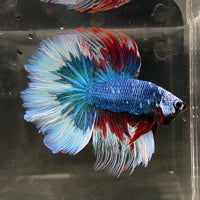the-fish-farm Male Betta Male Betta - One Only - 18 Choose your favourite Male Betta from The Fish Farm Australia