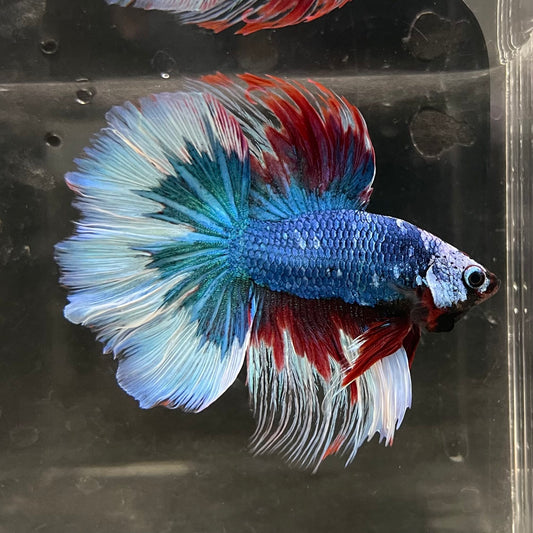the-fish-farm Male Betta Male Betta - One Only - 18 Choose your favourite Male Betta from The Fish Farm Australia