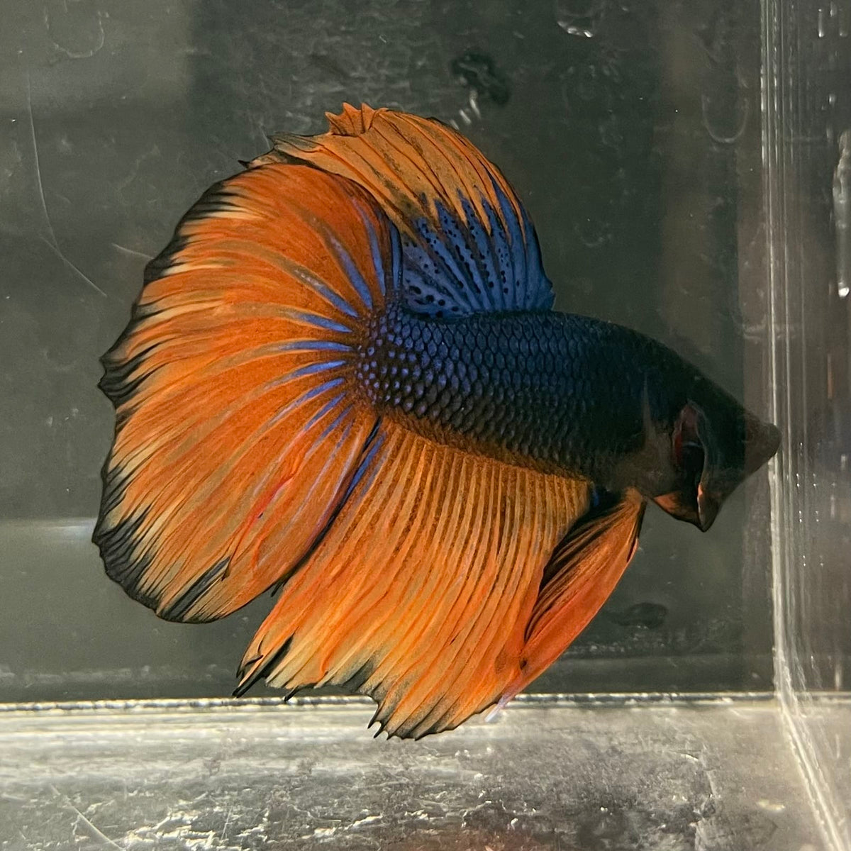 the-fish-farm Male Betta Male Betta - One Only - 18 Choose your favourite Male Betta from The Fish Farm Australia