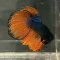 the-fish-farm Male Betta Male Betta - One Only - 18 Choose your favourite Male Betta from The Fish Farm Australia