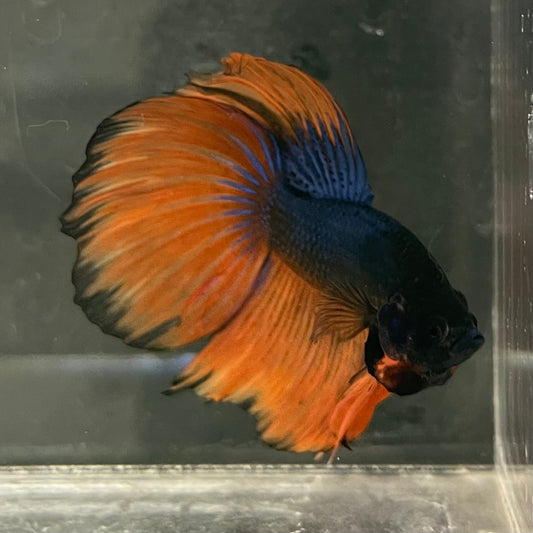 the-fish-farm Male Betta Male Betta - One Only - 18 Choose your favourite Male Betta from The Fish Farm Australia