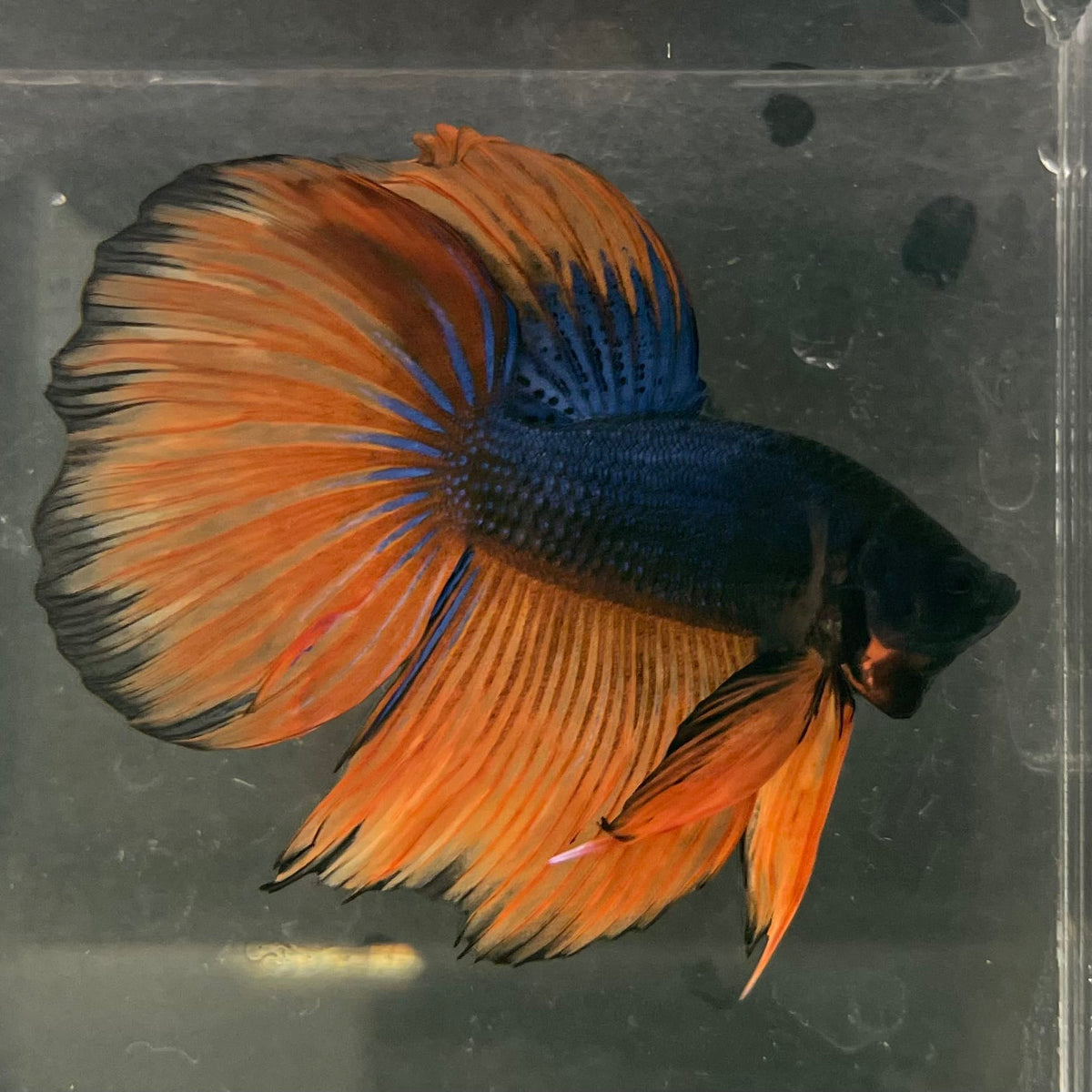 the-fish-farm Male Betta Male Betta - One Only - 18 Choose your favourite Male Betta from The Fish Farm Australia