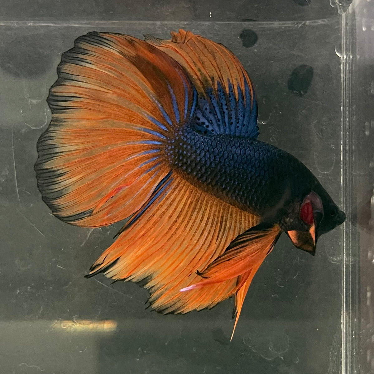 the-fish-farm Male Betta Male Betta - One Only - 18 Choose your favourite Male Betta from The Fish Farm Australia