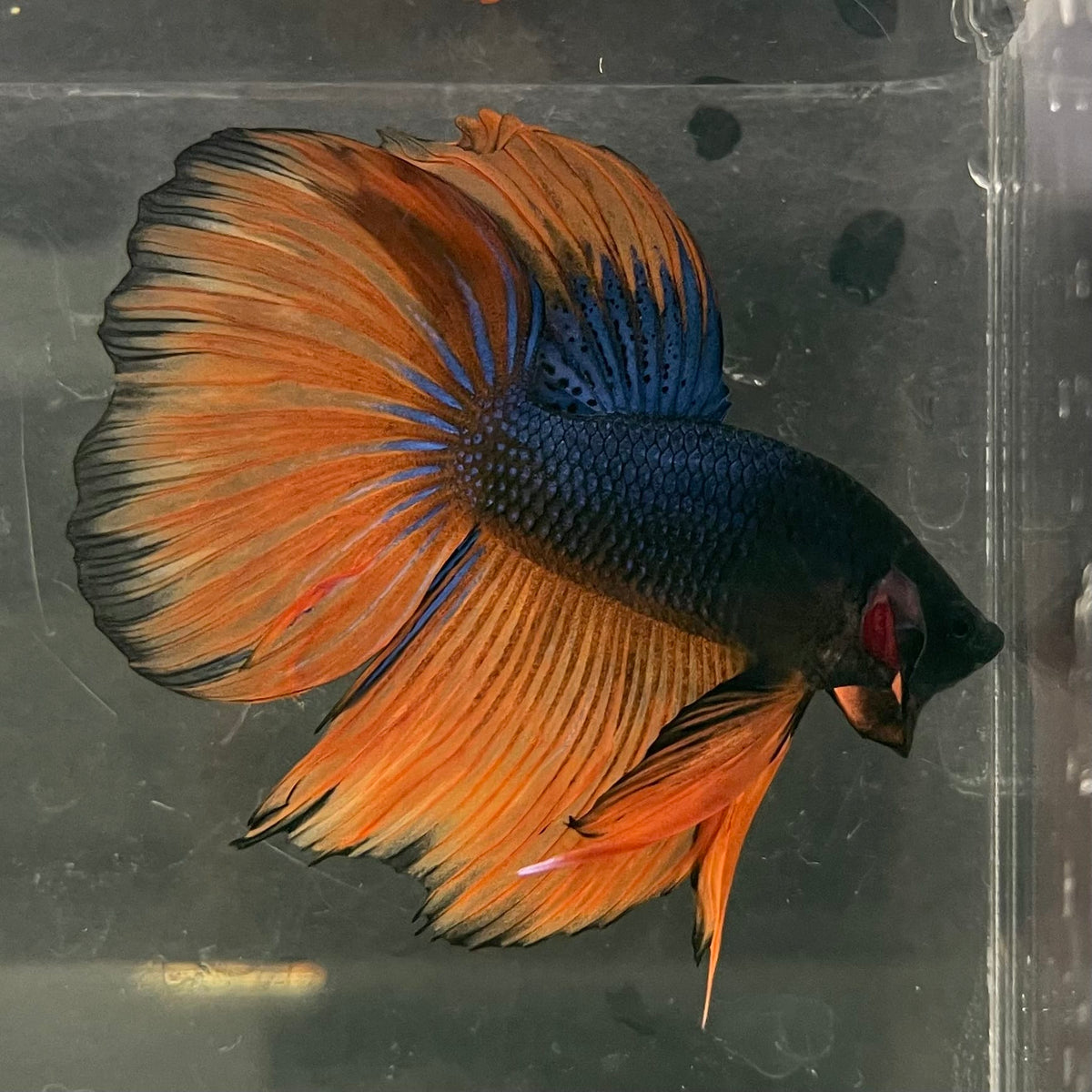 the-fish-farm Male Betta Male Betta - One Only - 18 Choose your favourite Male Betta from The Fish Farm Australia