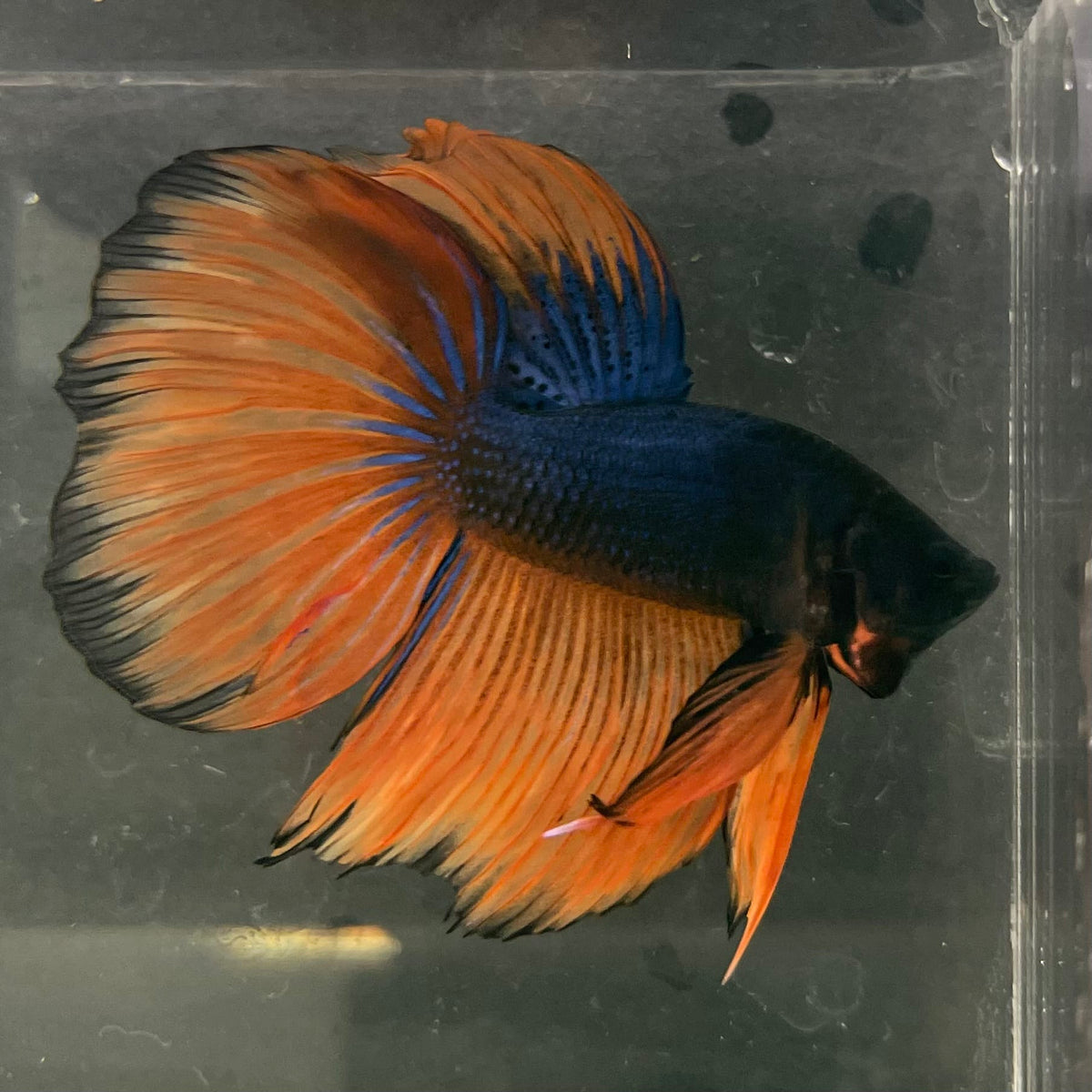 the-fish-farm Male Betta Male Betta - One Only - 18 Choose your favourite Male Betta from The Fish Farm Australia