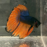 the-fish-farm Male Betta Male Betta - One Only - 18 Choose your favourite Male Betta from The Fish Farm Australia