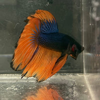the-fish-farm Male Betta Male Betta - One Only - 18 Choose your favourite Male Betta from The Fish Farm Australia
