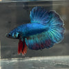 the-fish-farm Male Betta Male Betta - One Only - 18 Choose your favourite Male Betta from The Fish Farm Australia