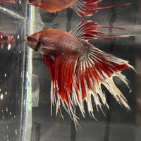 the-fish-farm Male Betta Male Betta - One Only - 19 Choose your favourite Male Betta from The Fish Farm Australia