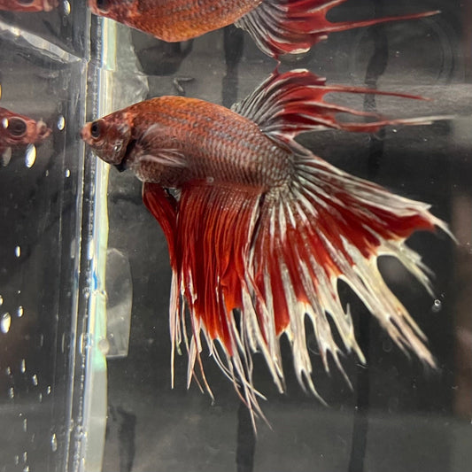 the-fish-farm Male Betta Male Betta - One Only - 19 Choose your favourite Male Betta from The Fish Farm Australia